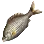 Ransonnet's Surfperch icon