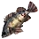 Dark-banded Rockfish icon