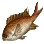 Blacktip Chromis icon