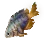 Dried Neon Damselfish icon
