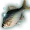 Giant Bitterling icon