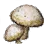 Mushroom icon