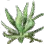Herb icon