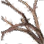 Dried Briar icon