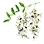 Acacia Leaf icon