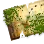 Moss-Covered Map icon