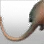 Stone Rat's Tail icon