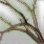 Living Tree Branch icon