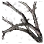 Ash Forest Branch icon