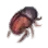 Female Kermes icon