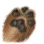 Well-polished Sole icon