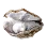 Giant Pearl Clam Shell icon