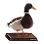 Rough and Tough Stuffed Duck icon