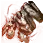 Old Kzarka Amulet icon