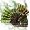 Ultimate Katan Foxtail Fans icon
