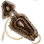 Basteer Talisman icon