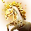 Oquilla Figurehead: Advance icon